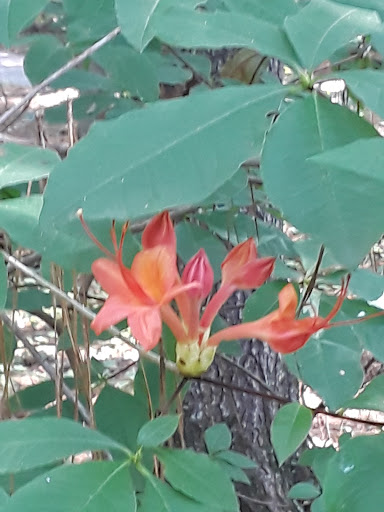 National Park «Congaree National Park», reviews and photos, 100 National Park Rd, Hopkins, SC 29061, USA