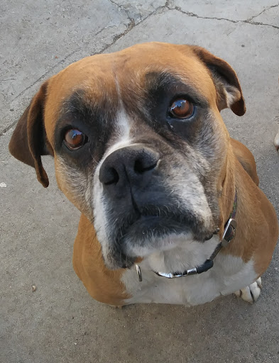 Pet Supply Store «Unleashed by Petco», reviews and photos, 1402 Wilshire Blvd, Santa Monica, CA 90403, USA