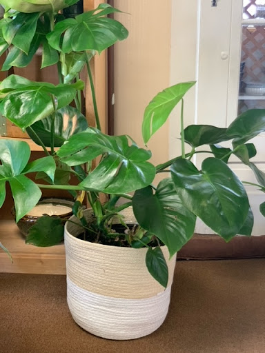 Florist «Park Place Florist and Garden Center», reviews and photos, 72 Park St, Rutland, VT 05701, USA