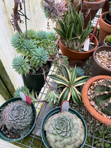 Florist «Floradise Orchids», reviews and photos, 19154 James Madison Hwy, Gordonsville, VA 22942, USA