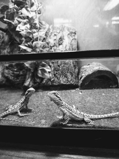 Pet Store «V.I. Pets», reviews and photos, 11975 E Lakewood Blvd, Holland, MI 49424, USA