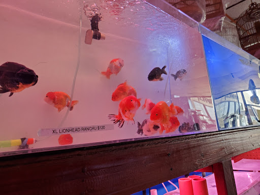 Aquarium Shop «Total Fish & Pets», reviews and photos, 137 Valley Blvd, Alhambra, CA 91801, USA