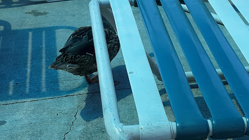 Water Park «Rock River Rapids Aquatic Park», reviews and photos, 1900 E James St, Derby, KS 67037, USA