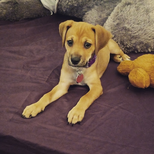 Pet Supply Store «PetSmart», reviews and photos, 1945 Pavilion Way, Lexington, KY 40509, USA