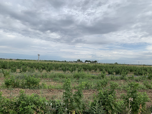 Produce Market «Berry Patch Farms», reviews and photos, 13785 Potomac St, Brighton, CO 80601, USA