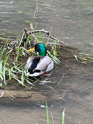 Museum «Deepwood Museum & Gardens», reviews and photos, 1116 Mission St SE, Salem, OR 97302, USA