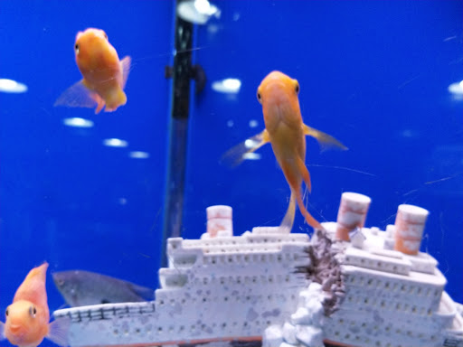 Pet Store «Pet Paradise Grooming», reviews and photos, 1115 Pueblo Blvd Way, Pueblo, CO 81005, USA