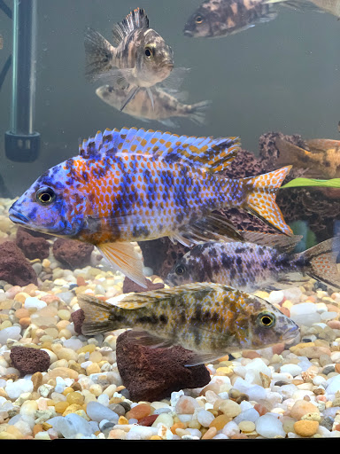 Pet Store «Fins Feathers Paws & Claws», reviews and photos, 436 Main St, Harleysville, PA 19438, USA