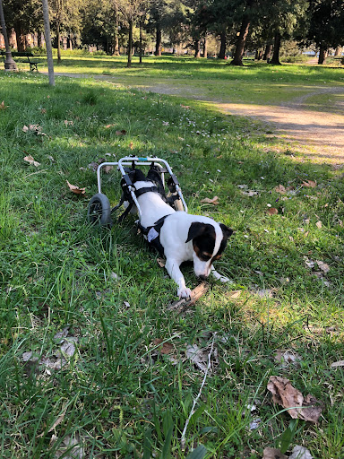 Pensioni per cani e dog hotel a Pensione La Quiete