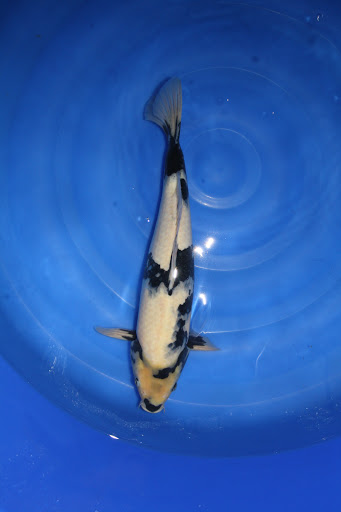 Koi Oberschwaben unter Laupheim, 