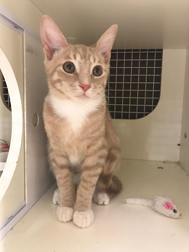 Pet Supply Store «Petco Animal Supplies», reviews and photos, 30 Veterans Memorial Hwy, Commack, NY 11725, USA