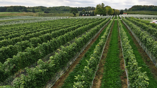 Winery «Brys Estate Vineyard», reviews and photos, 3309 Blue Water Rd, Traverse City, MI 49686, USA