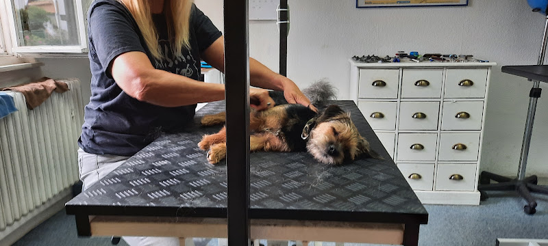 Foto von Evas Hundewelt