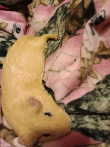 Pet Supply Store «Petco Animal Supplies», reviews and photos, 1901 Madison Ave #610, Mankato, MN 56001, USA