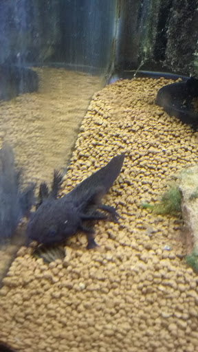 Tropical Fish Store «Aquastetics», reviews and photos, 354 E Main St, Fall River, MA 02724, USA