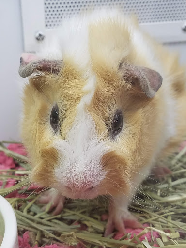 Pet Supply Store «Petco Animal Supplies», reviews and photos, 2277 Ford Pkwy, St Paul, MN 55116, USA