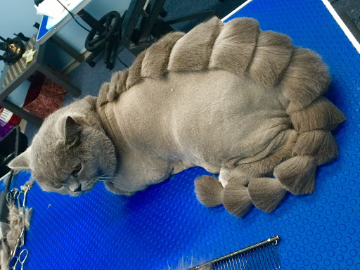 Pet Store «Doggy Dog World Inc», reviews and photos, 2552 Coney Island Ave, Brooklyn, NY 11223, USA