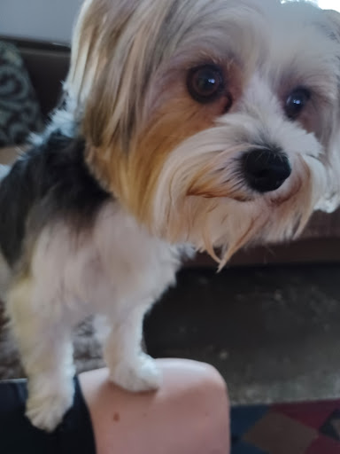 Pet Supply Store «PetSmart», reviews and photos, 2920 Little Rd, Trinity, FL 34655, USA