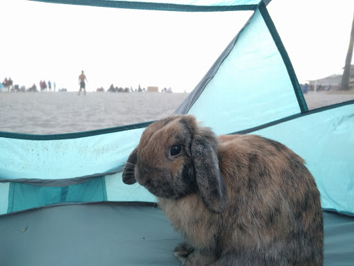 State Park «Moonlight State Beach», reviews and photos, 400 B St, Encinitas, CA 92024, USA
