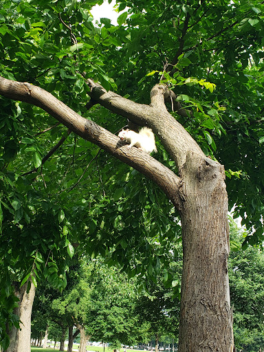 Park «Quincy Park», reviews and photos, 1021 N Quincy St, Arlington, VA 22201, USA