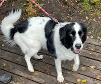 Wiggle Butts Grooming - Photo 5 - Car repair in Allen Park, MI, Dearborn