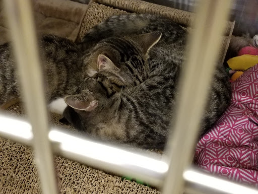 Pet Supply Store «PetSmart», reviews and photos, 5336 Westpointe Plaza Drive, Columbus, OH 43228, USA