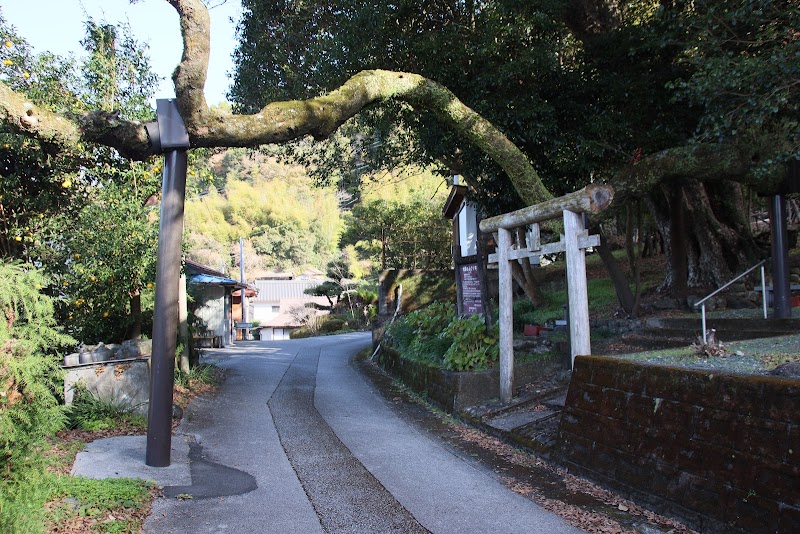 大栃のムクノキ