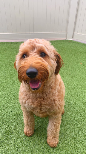 Dog Day Care Center «Pet Me Scratch Me», reviews and photos, 2551 E Main St, Onalaska, WI 54650, USA