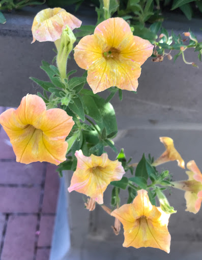 Natural History Museum «The Witt Stephens Jr. Central Arkansas Nature Center», reviews and photos, 602 President Clinton Ave, Little Rock, AR 72201, USA