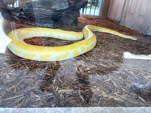 Burmese Python