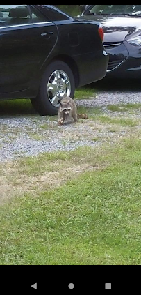 Schmelzer Family Wildlife - Photo 4 - Car repair in , Hagerstown
