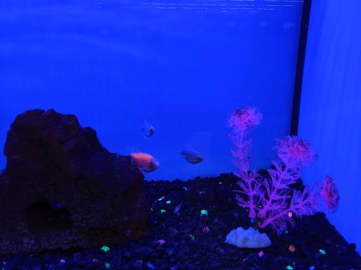 Pet Supply Store «Petco Animal Supplies», reviews and photos, 3454 Palmer Dr #7a, Cameron Park, CA 95682, USA