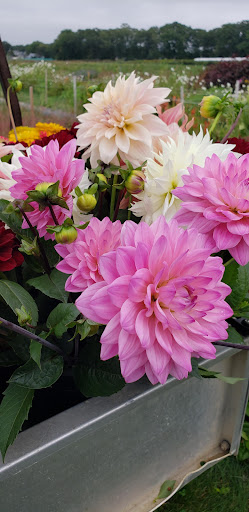 Farm «Four Town Farm», reviews and photos, 90 George St, Seekonk, MA 02771, USA