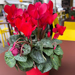 Photo n°4 de l'avis de Mohammed.l fait le 20/10/2022 à 14:34 sur le  Panem à Riva del Garda