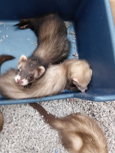 Pet Store «Petland», reviews and photos, 351 Diederich Blvd, Ashland, KY 41101, USA