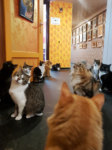 Cat museum