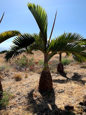 Maui Dragon Fruit Farm - photo 17