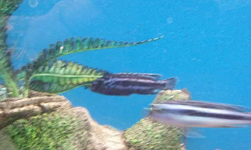 Pet Supply Store «Pet Supplies Plus», reviews and photos, 2155 Delaware Ave, Buffalo, NY 14216, USA