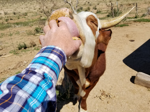Pet Supply Store «Stockton Hill Feed & Pet», reviews and photos, 4250 Stockton Hill Rd, Kingman, AZ 86409, USA
