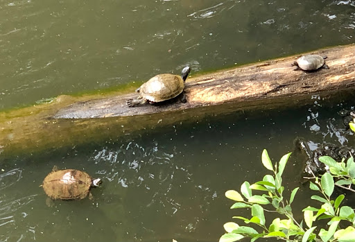 Park «Little Mulberry Park», reviews and photos, 3855 Hog Mountain Rd, Hoschton, GA 30548, USA