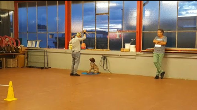 Rezensionen über Hundeschule & Hundehalter Coach in Wettingen - Hundeschule