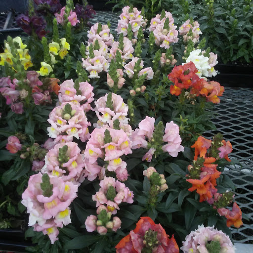 Hardware Store «Orchard Supply Hardware», reviews and photos, 2245 Gellert Blvd, South San Francisco, CA 94080, USA