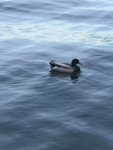 Park «Madrona Park», reviews and photos, 853 Lake Washington Blvd, Seattle, WA 98122, USA