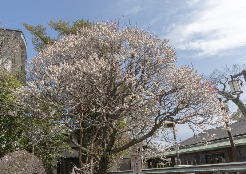 思いのまま 梅