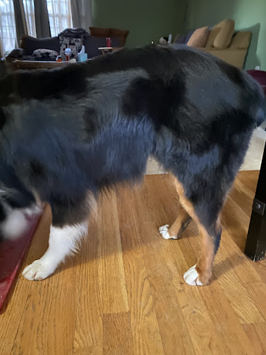 Pet Supply Store «PetSmart», reviews and photos, 10460 Town Center Dr, Westminster, CO 80021, USA