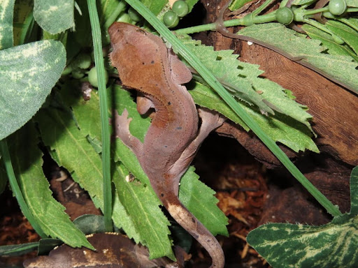 Phantom World Feeders