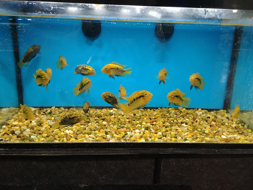 Pet Supply Store «Monster Pets», reviews and photos, 1575 N 52nd St, Philadelphia, PA 19131, USA