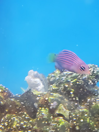 Pet Supply Store «Petco Animal Supplies», reviews and photos, 859 Kings Creek Dr, Tupelo, MS 38804, USA