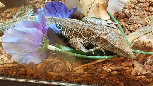Pet Store «Exotic Pets», reviews and photos, 2410 N Decatur Blvd #160, Las Vegas, NV 89108, USA
