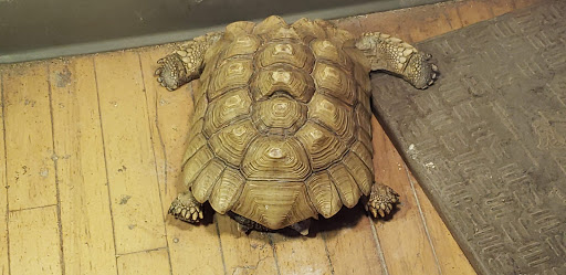 Pet Store «Critter Cabana», reviews and photos, 516 E 1st St, Newberg, OR 97132, USA